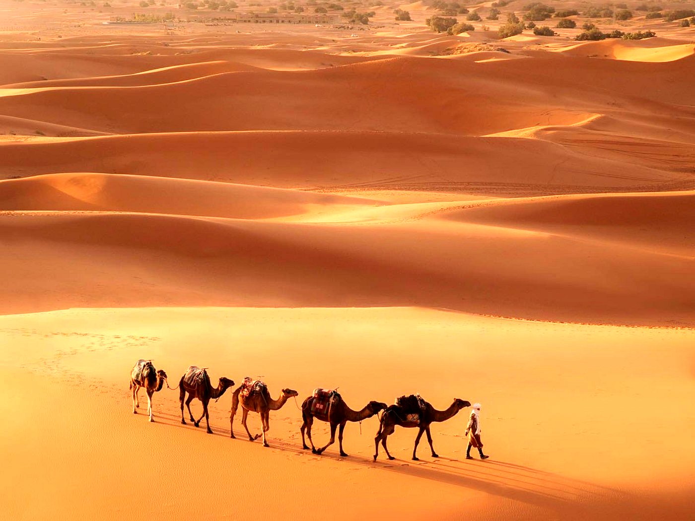 Camel caravan crossing the orange dunes of Merzouga